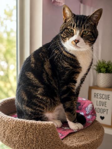 Rambo the Cross-eyed Cutie, a Adoptable mixed breed in Lake Stevens, WA image 4/6