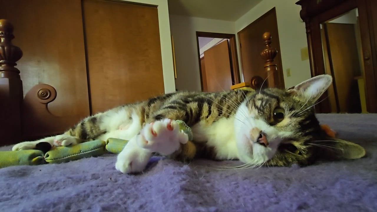 Enlarge Rambo the Cross-eyed Cutie, a Adoptable mixed breed in Lake Stevens, WA video 1/6