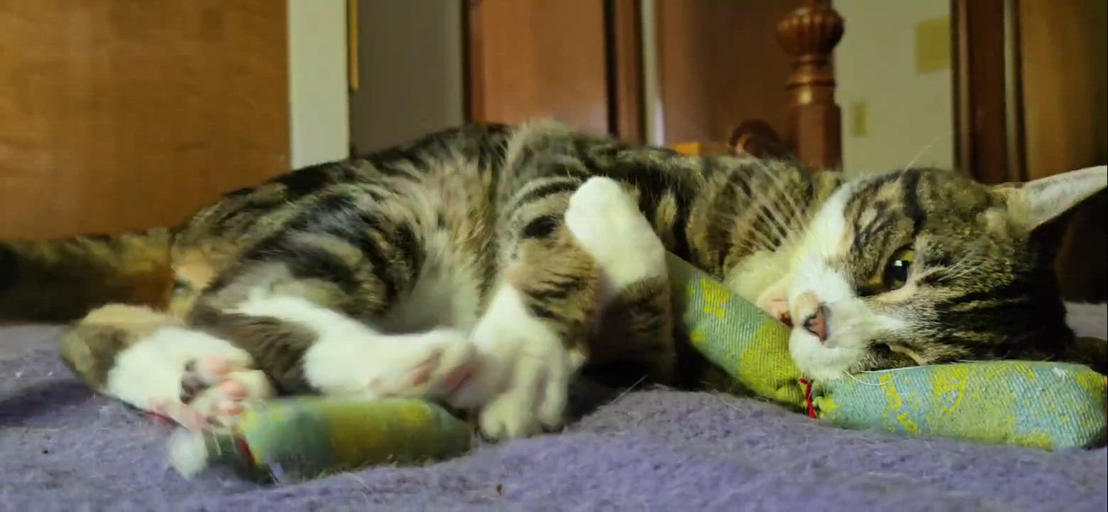 Enlarge Rambo the Cross-eyed Cutie, a Adoptable mixed breed in Lake Stevens, WA video 2/6
