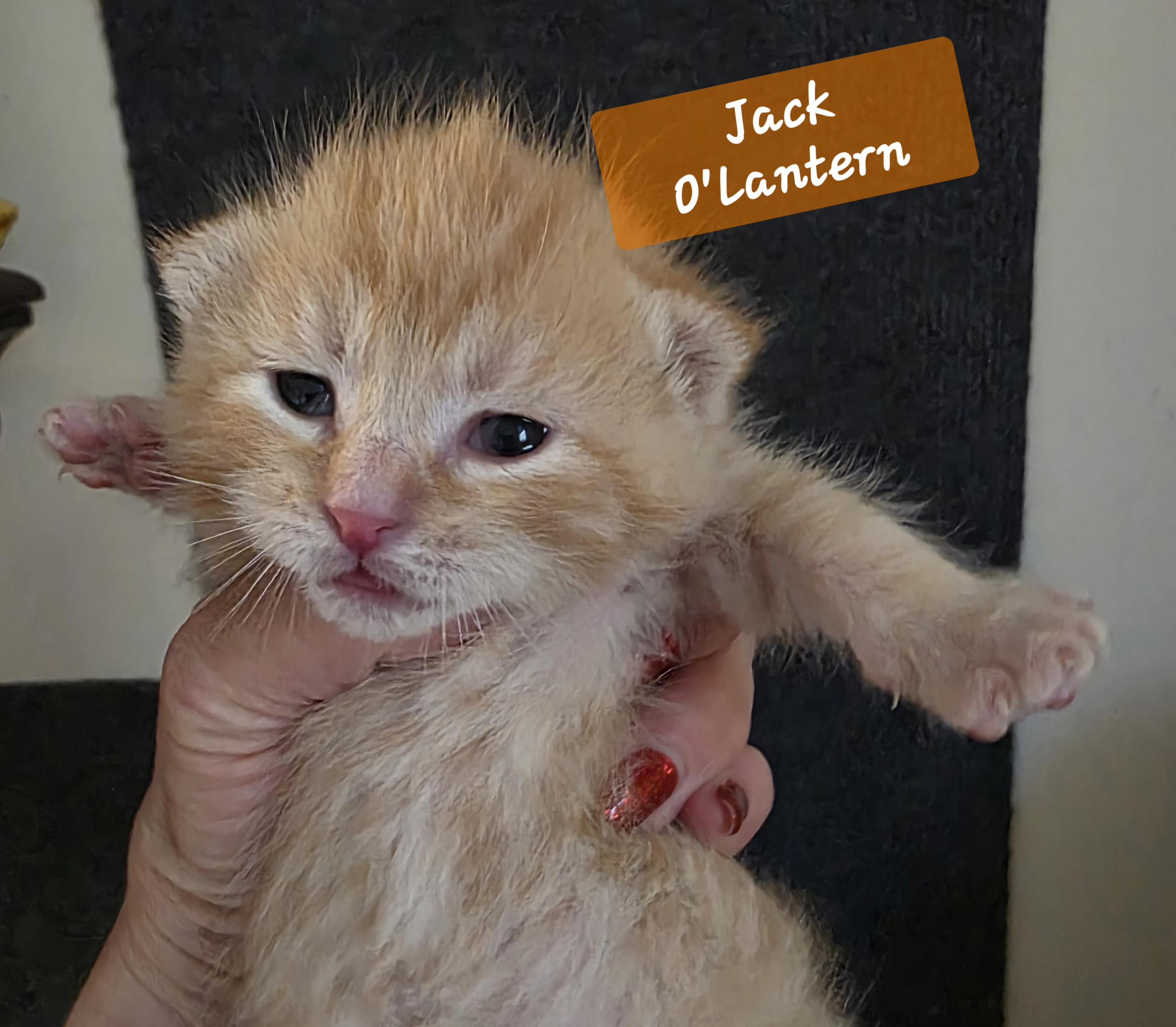 Enlarge Jack O'Lantern, an adopted mixed breed in Jamesville, NY image 4/6
