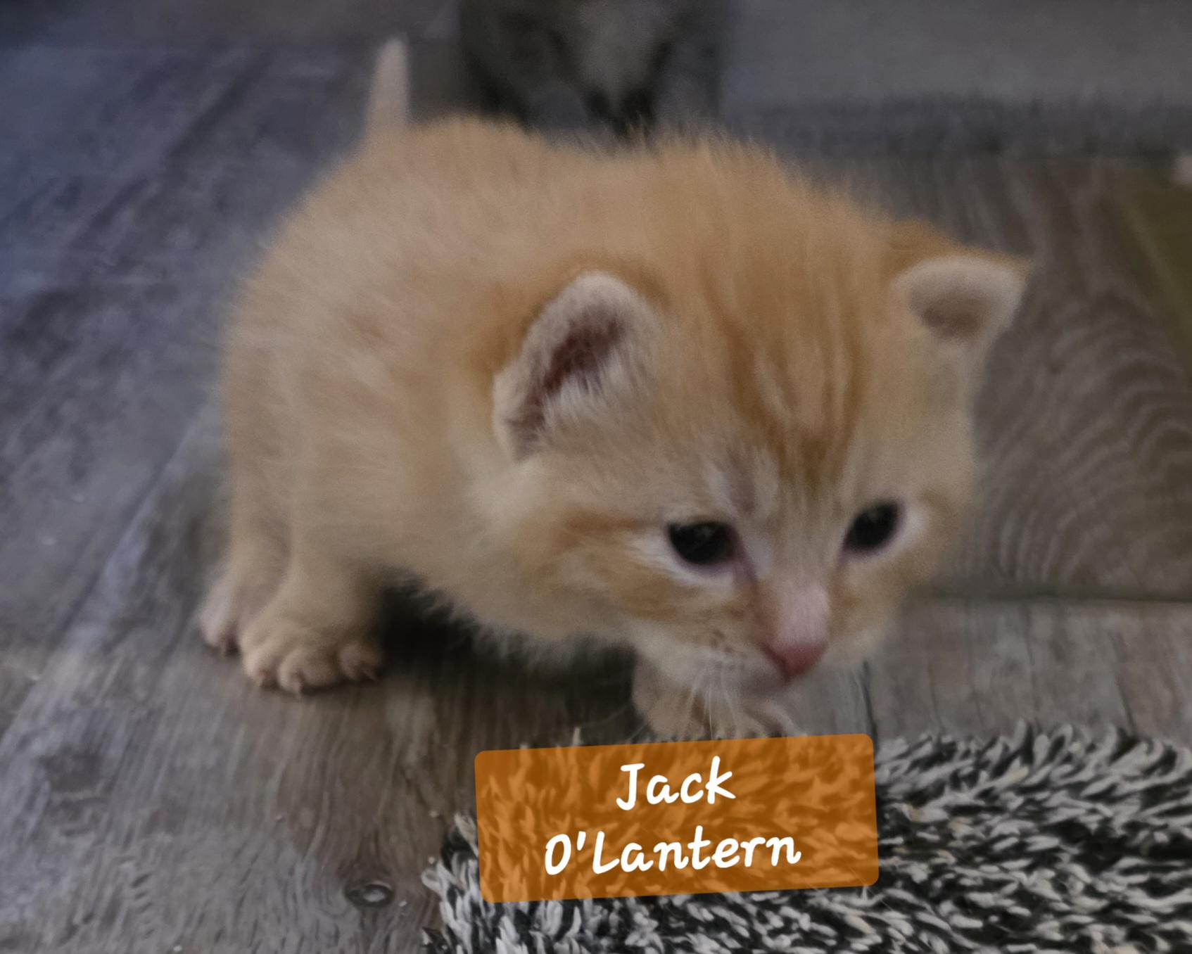 Enlarge Jack O'Lantern, an adopted mixed breed in Jamesville, NY image 3/6
