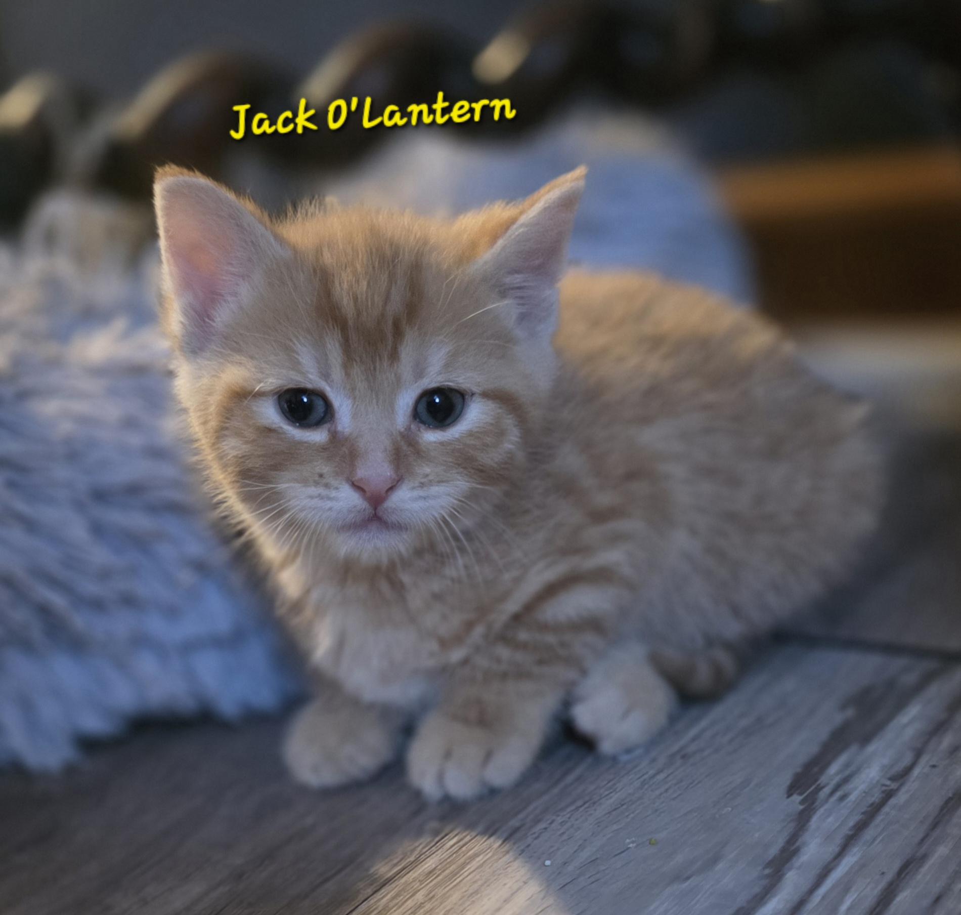 Enlarge Jack O'Lantern, an adopted mixed breed in Jamesville, NY image 1/6