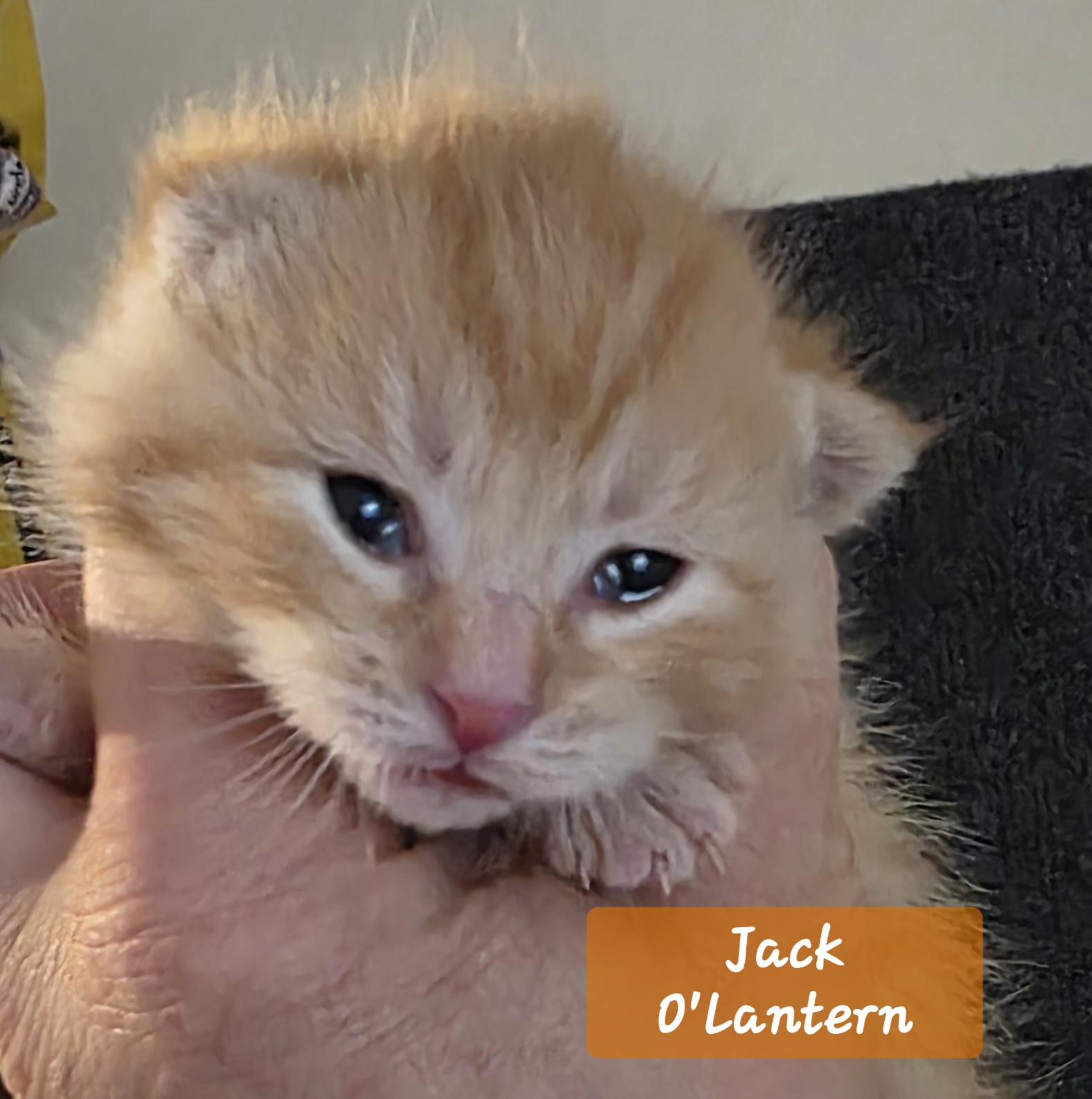 Enlarge Jack O'Lantern, an adopted mixed breed in Jamesville, NY image 5/6