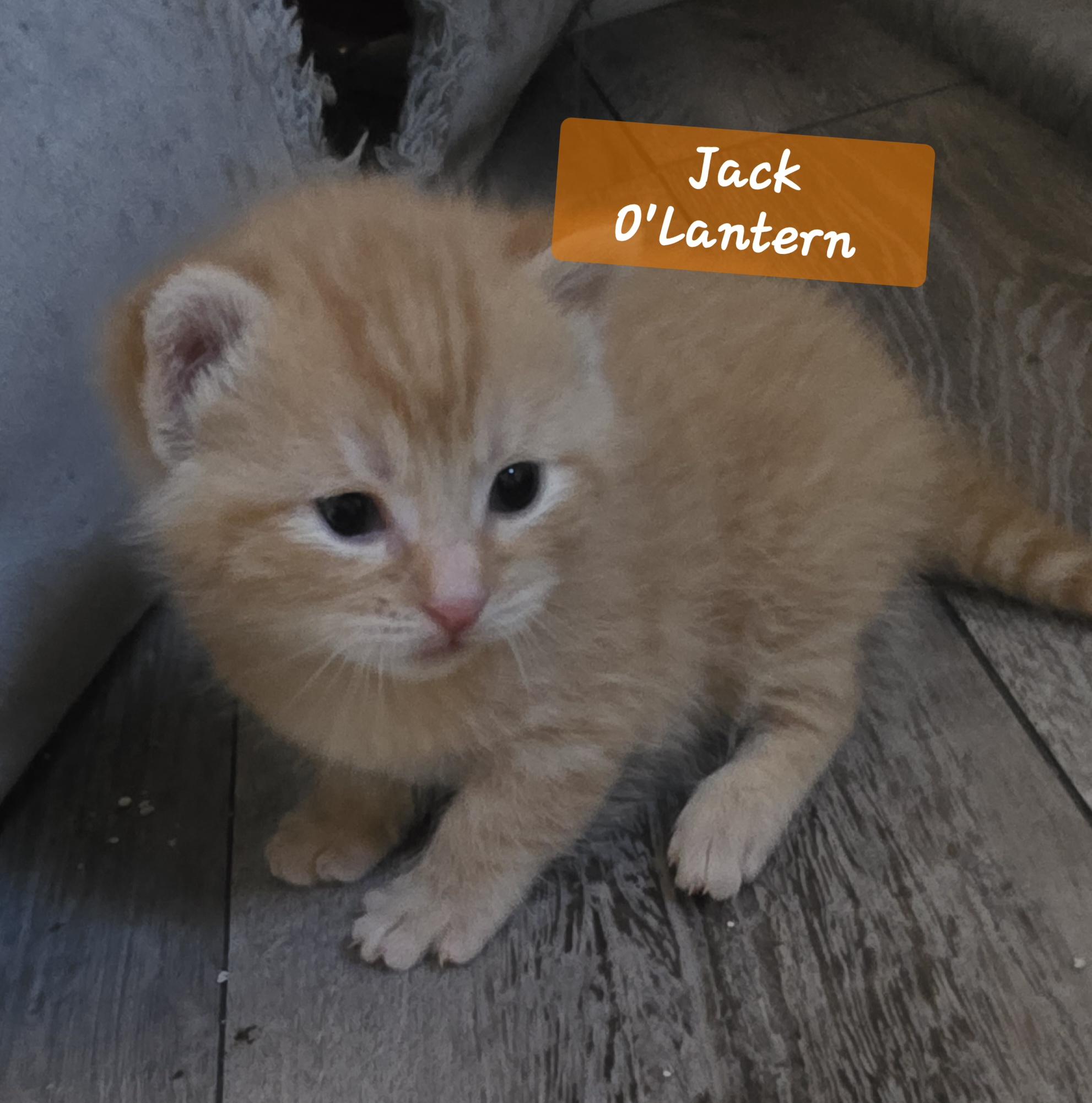 Enlarge Jack O'Lantern, an adopted mixed breed in Jamesville, NY image 2/6