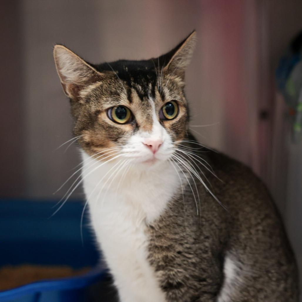 Susie, Adoptable, Young Female Domestic Short Hair.