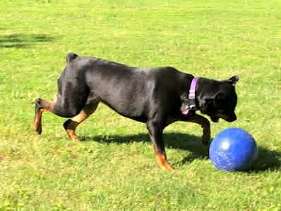 Enlarge Daisy, a ADOPTABLE mixed breed in Warrenton, VA image 3/4