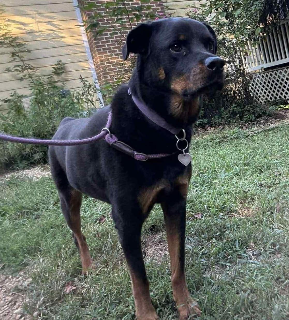 Enlarge Daisy, a ADOPTABLE mixed breed in Warrenton, VA image 2/4