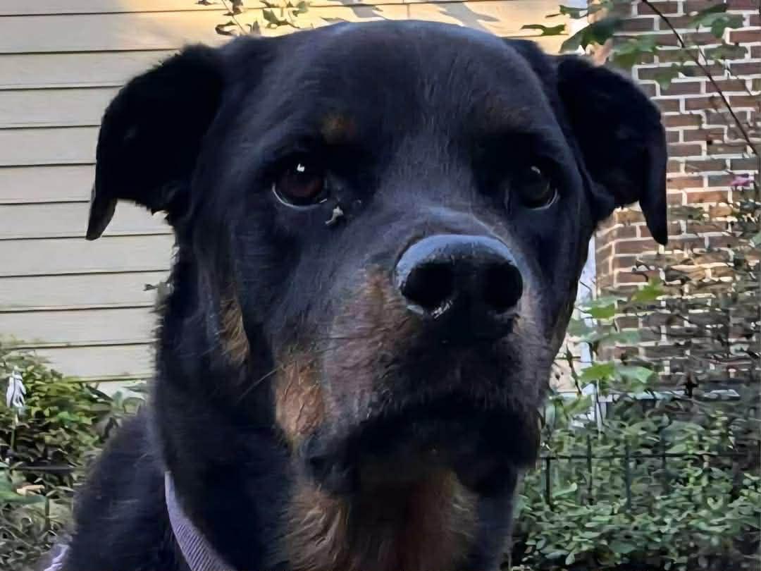 Daisy, ADOPTABLE, Adult Female Rottweiler.