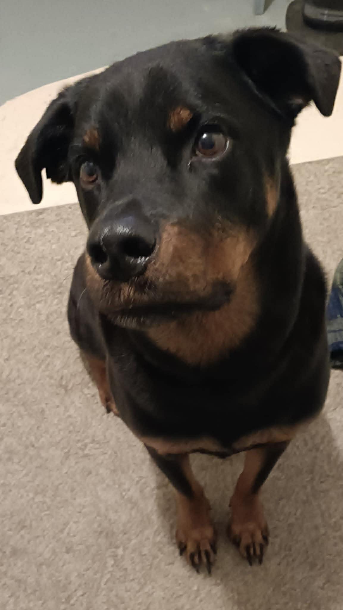 Enlarge Daisy, a ADOPTABLE mixed breed in Warrenton, VA image 4/4