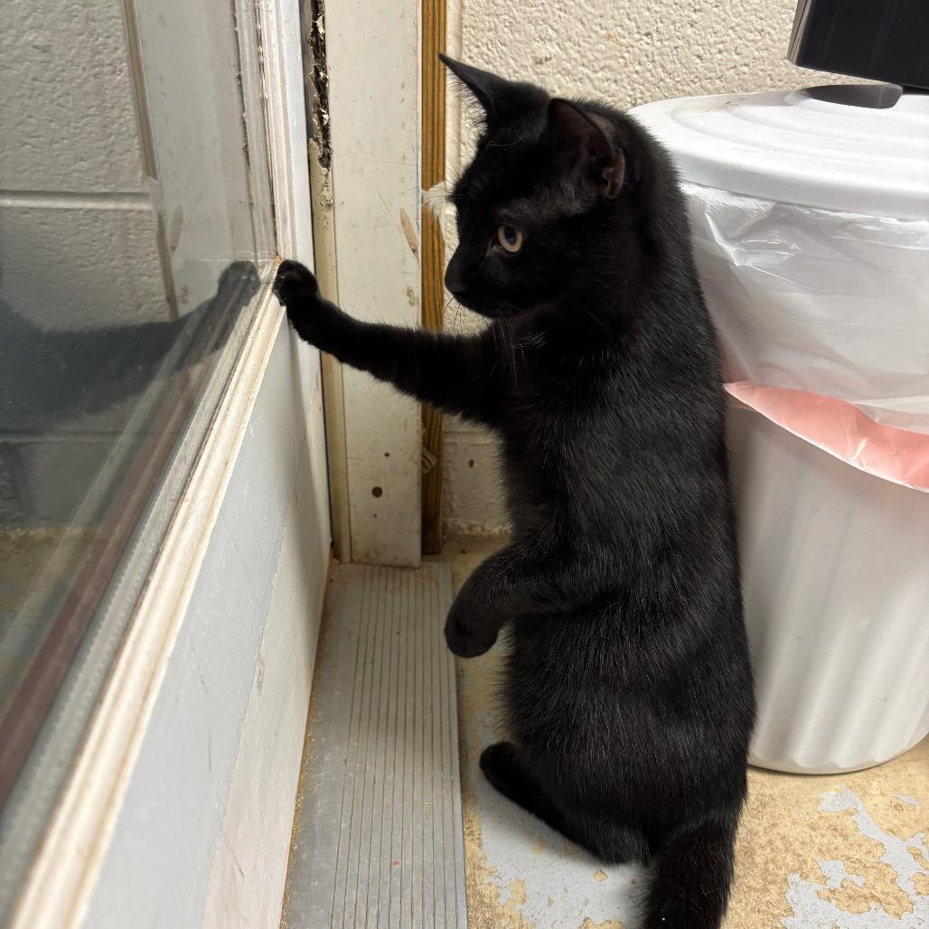 Jeff, Adoptable, Young Male Domestic Short Hair.