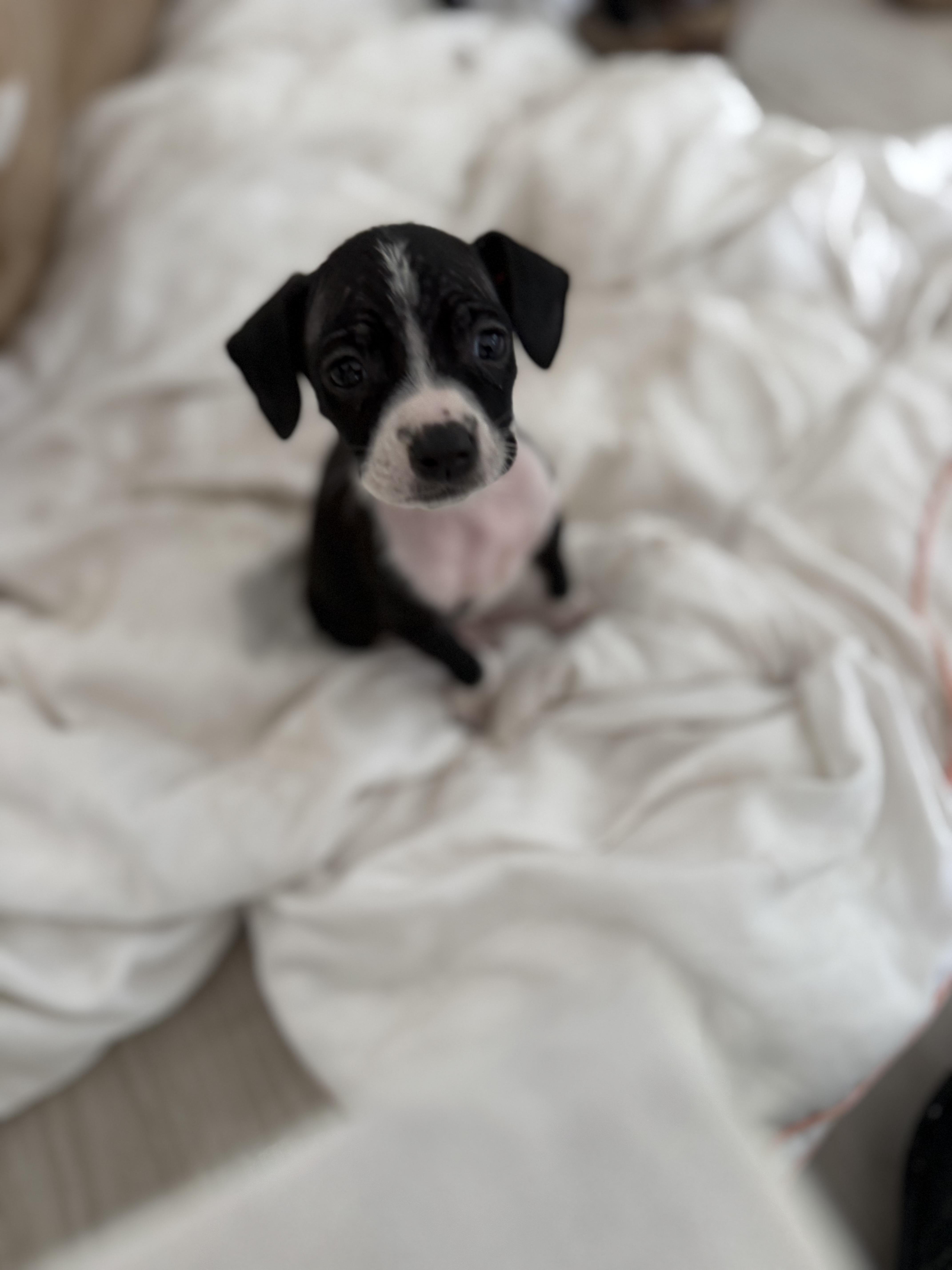 Max, ADOPTABLE, Puppy Male Boston Terrier.