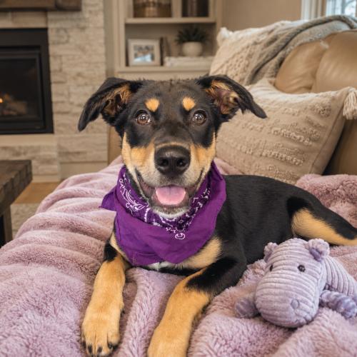 Queenie SS is pending, ADOPTABLE, Puppy Female Retriever.