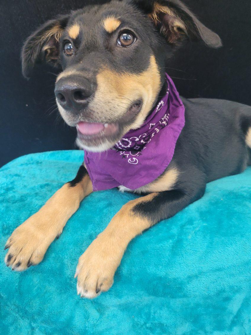 Queenie SS is pending, a ADOPTABLE mixed breed in South Portland, ME image 3/4