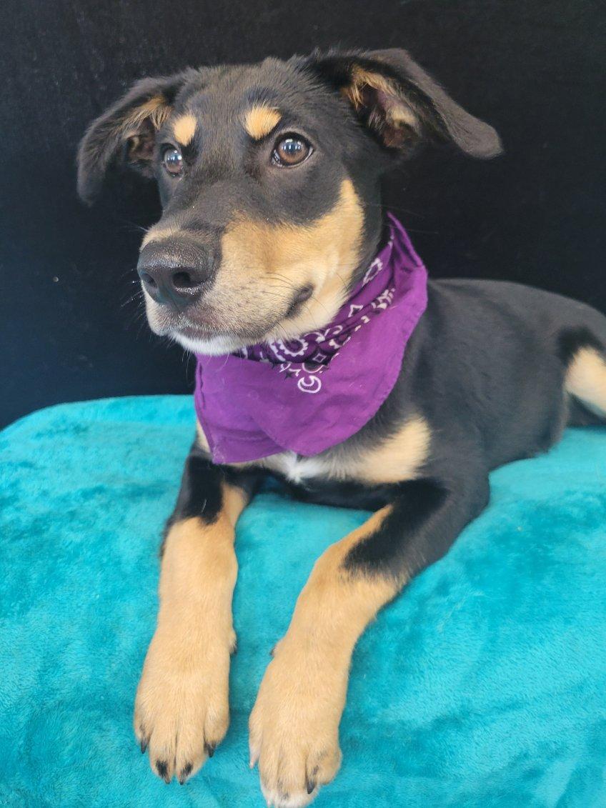 Queenie SS is pending, a ADOPTABLE mixed breed in South Portland, ME image 4/4