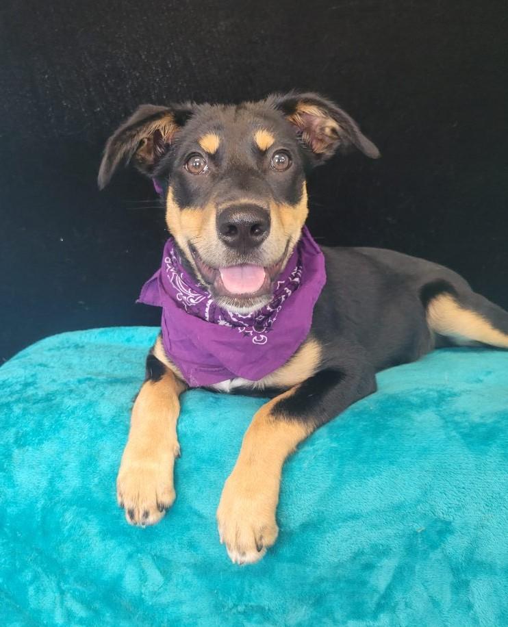 Queenie SS is pending, a ADOPTABLE mixed breed in South Portland, ME image 2/4