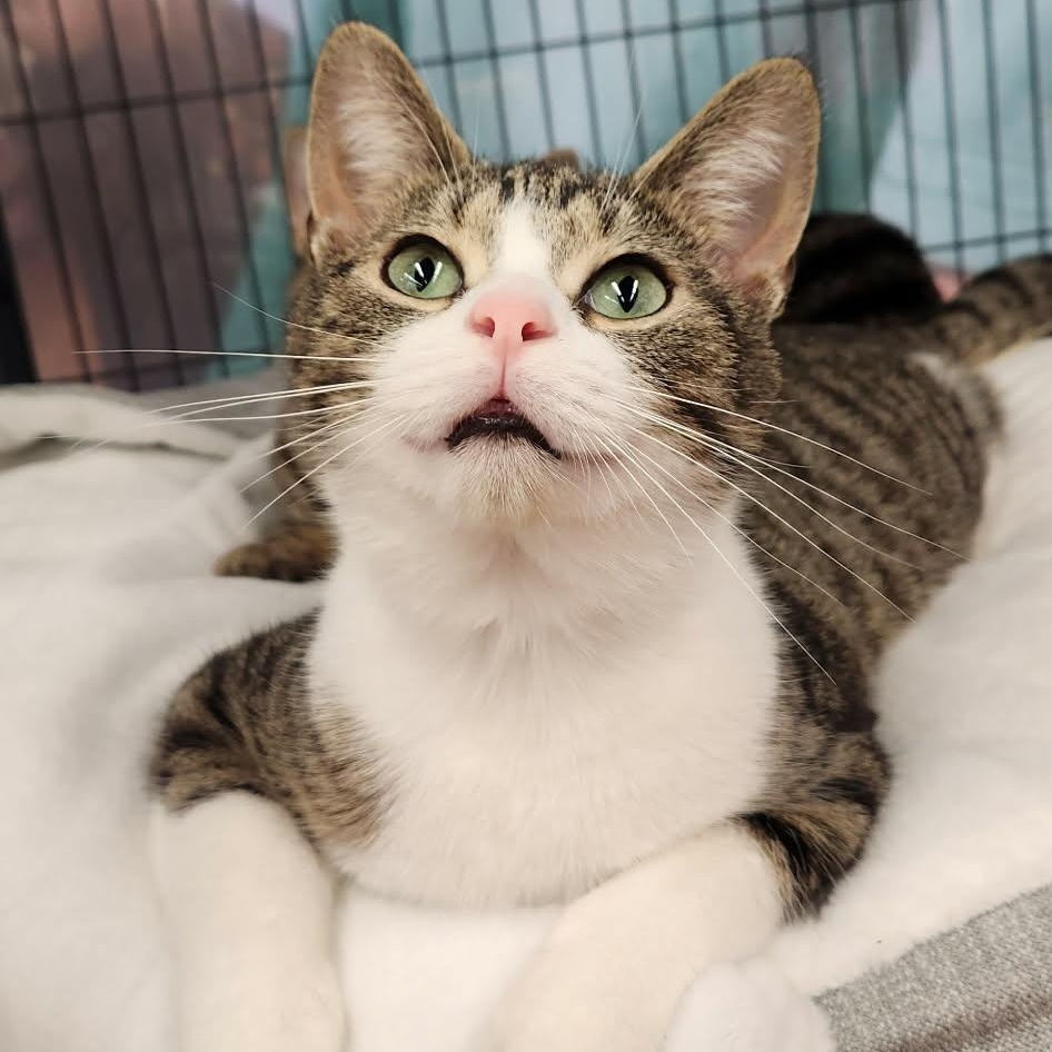 Enlarge ROLO, an adopted Domestic Short Hair in Tillsonburg, ON image 2/3