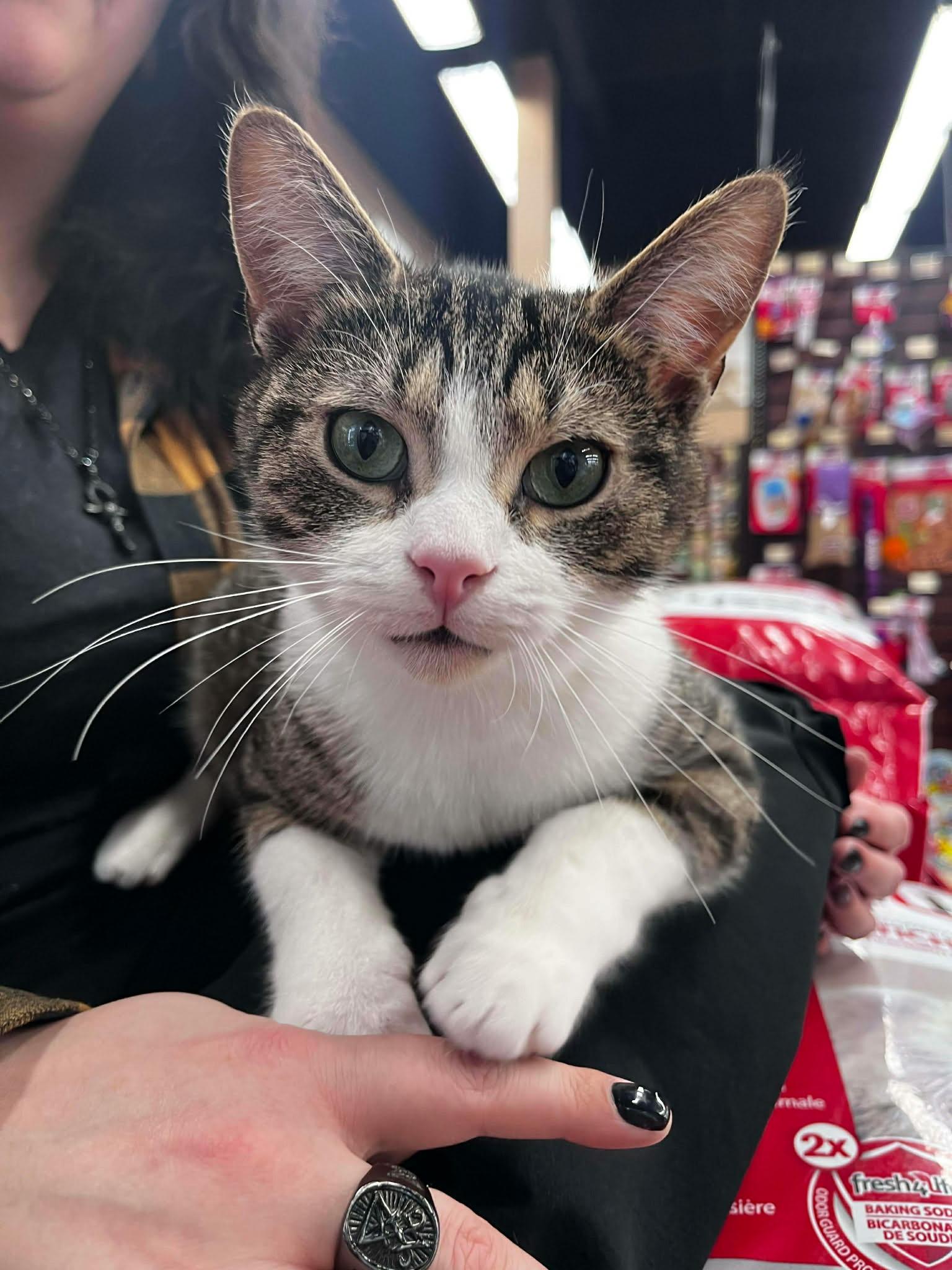 Enlarge ROLO, an adopted Domestic Short Hair in Tillsonburg, ON image 1/3