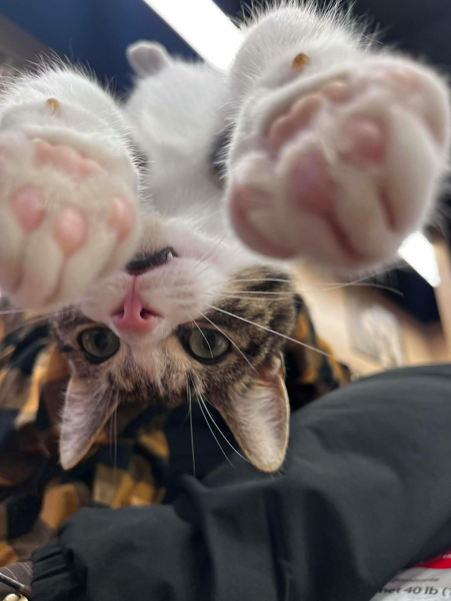 Enlarge ROLO, an adopted Domestic Short Hair in Tillsonburg, ON image 3/3