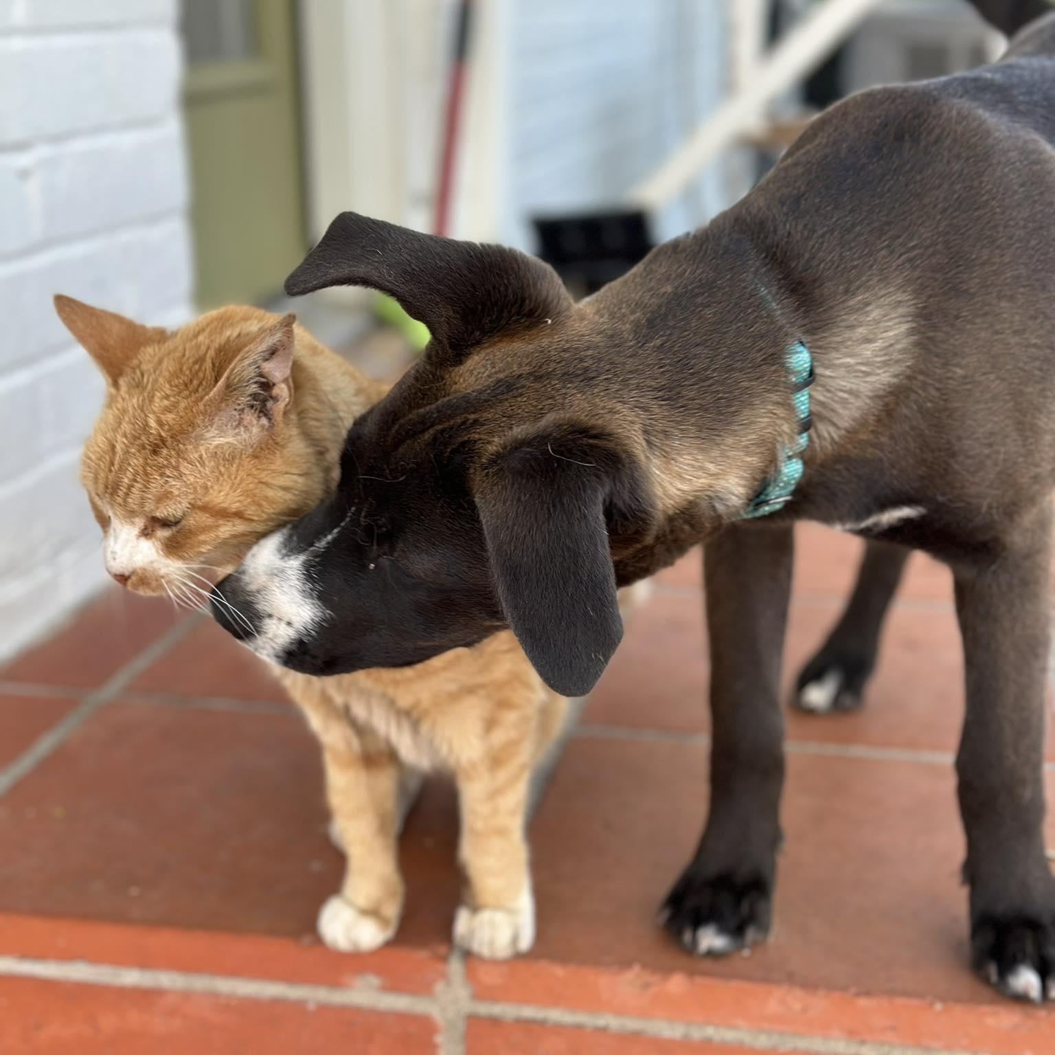 Enlarge Saffron, an adopted mixed breed in Linthicum Heights, MD image 3/6