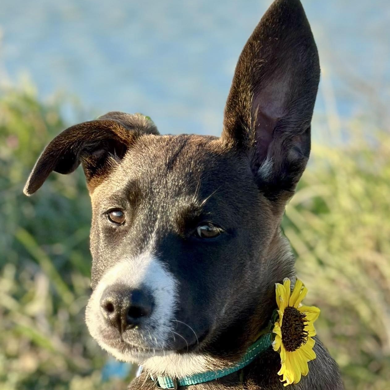 Saffron, adopted, Young Female Terrier & Retriever.