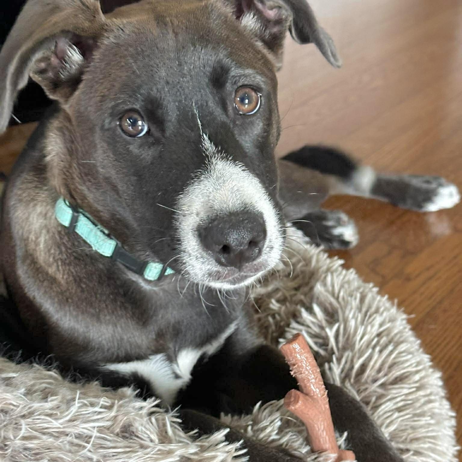 Enlarge Saffron, an adopted mixed breed in Linthicum Heights, MD image 2/6