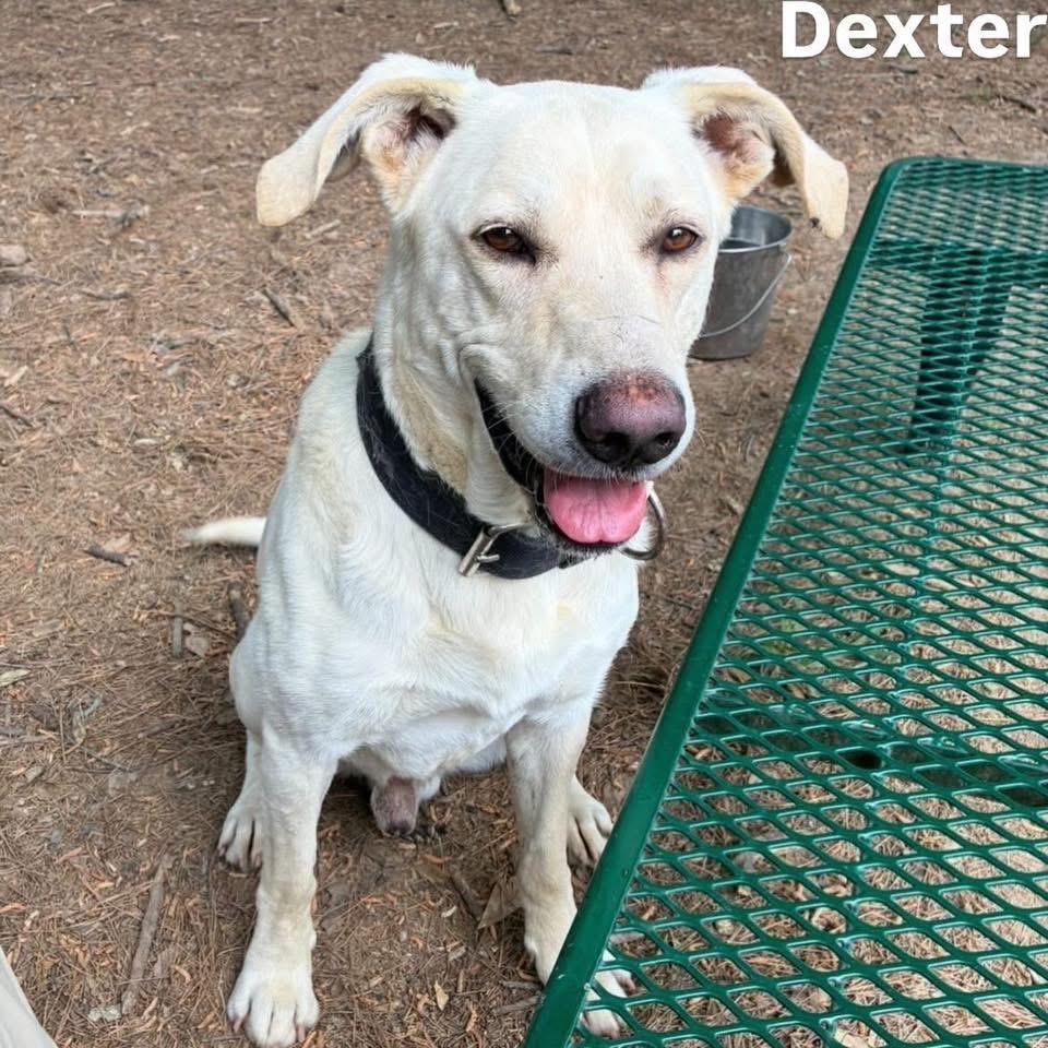 Enlarge Dexter, a Adoptable mixed breed in Little Rock, AR image 1/1