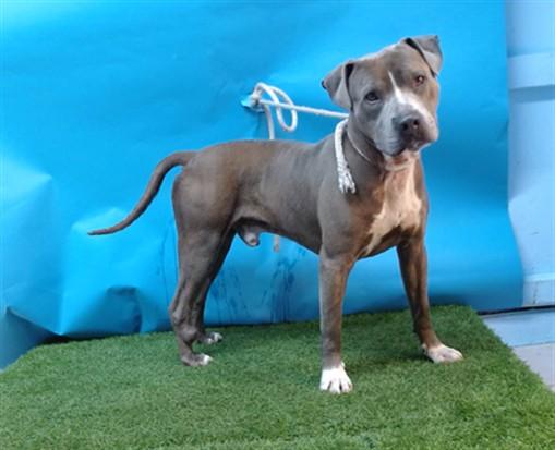 TAYLOR, Adoptable, Adult Male Pit Bull Terrier.