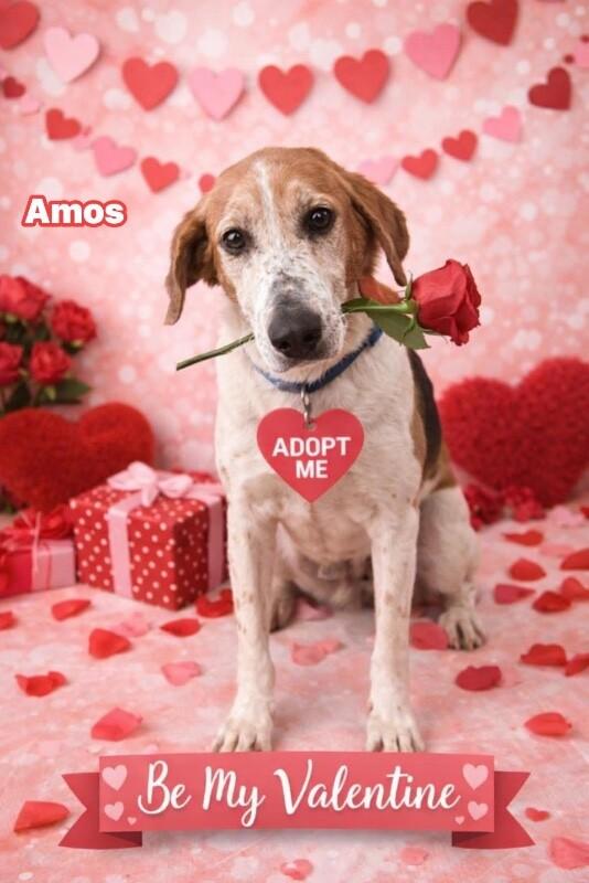 Enlarge Amos, a Adoptable Foxhound in Burgaw, NC image 1/4