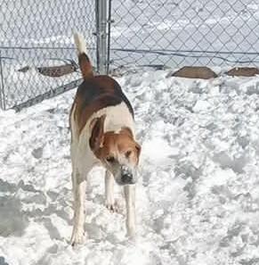 Enlarge Amos, a Adoptable Foxhound in Burgaw, NC image 3/4