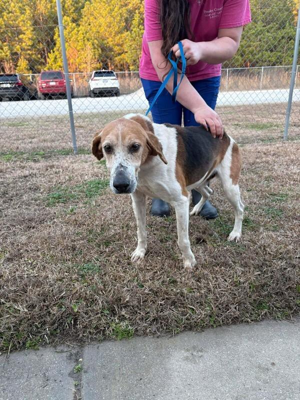 Amos, Adoptable, Adult Male Foxhound.
