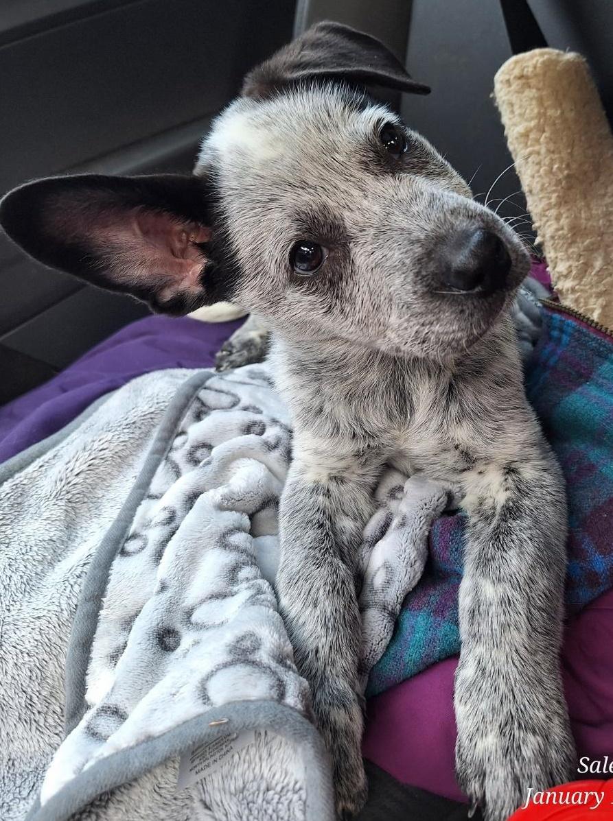 Ranger, ADOPTABLE, Puppy Male Australian Cattle Dog / Blue Heeler.