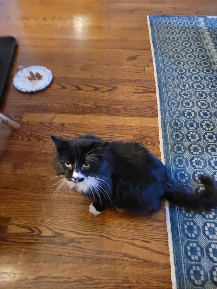 Jinxy photo 2