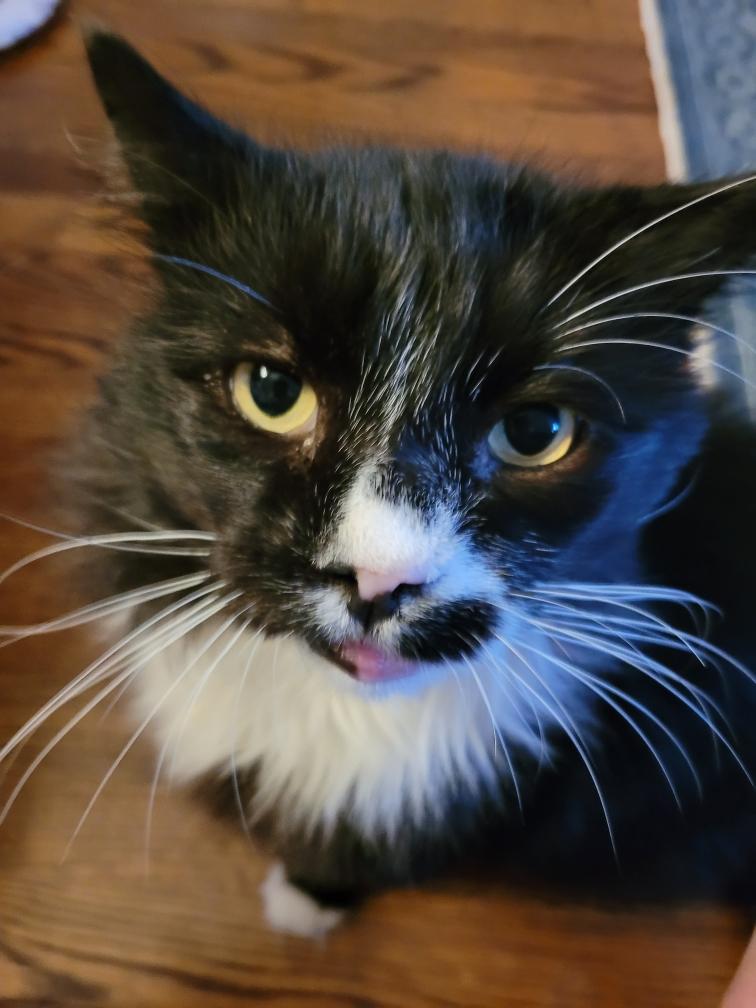 Jinxy