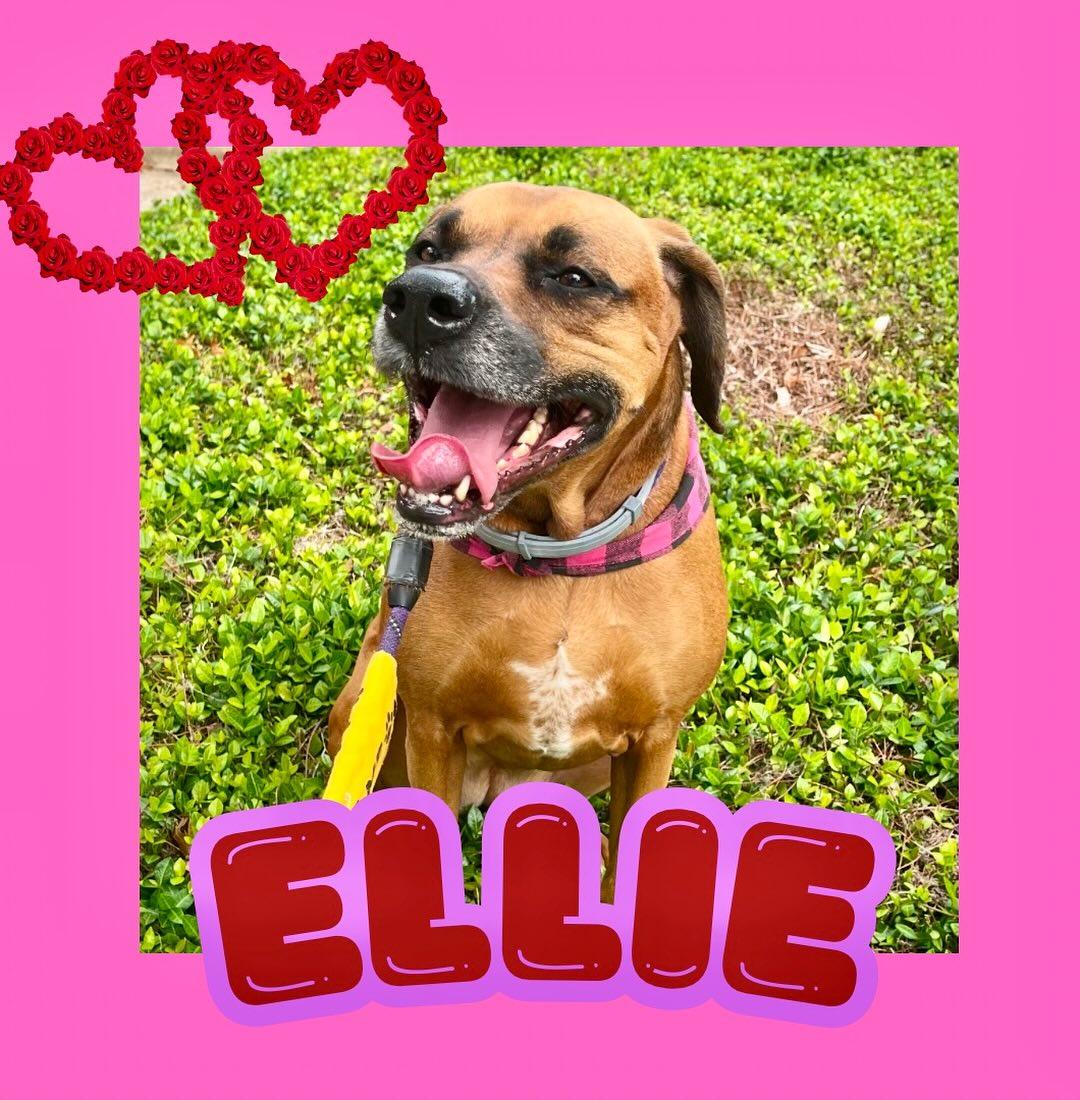Ellie thumbnail 4