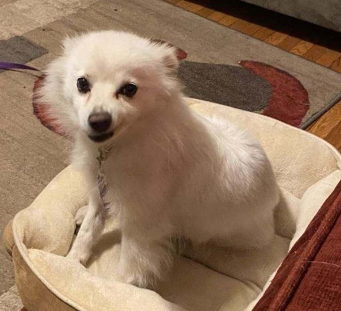 Ariel - Adopted!