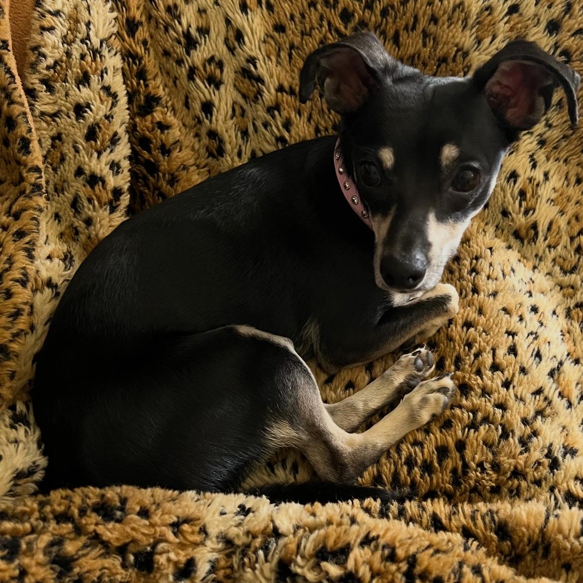 Miss Parris, adopted, Young Female Chihuahua.