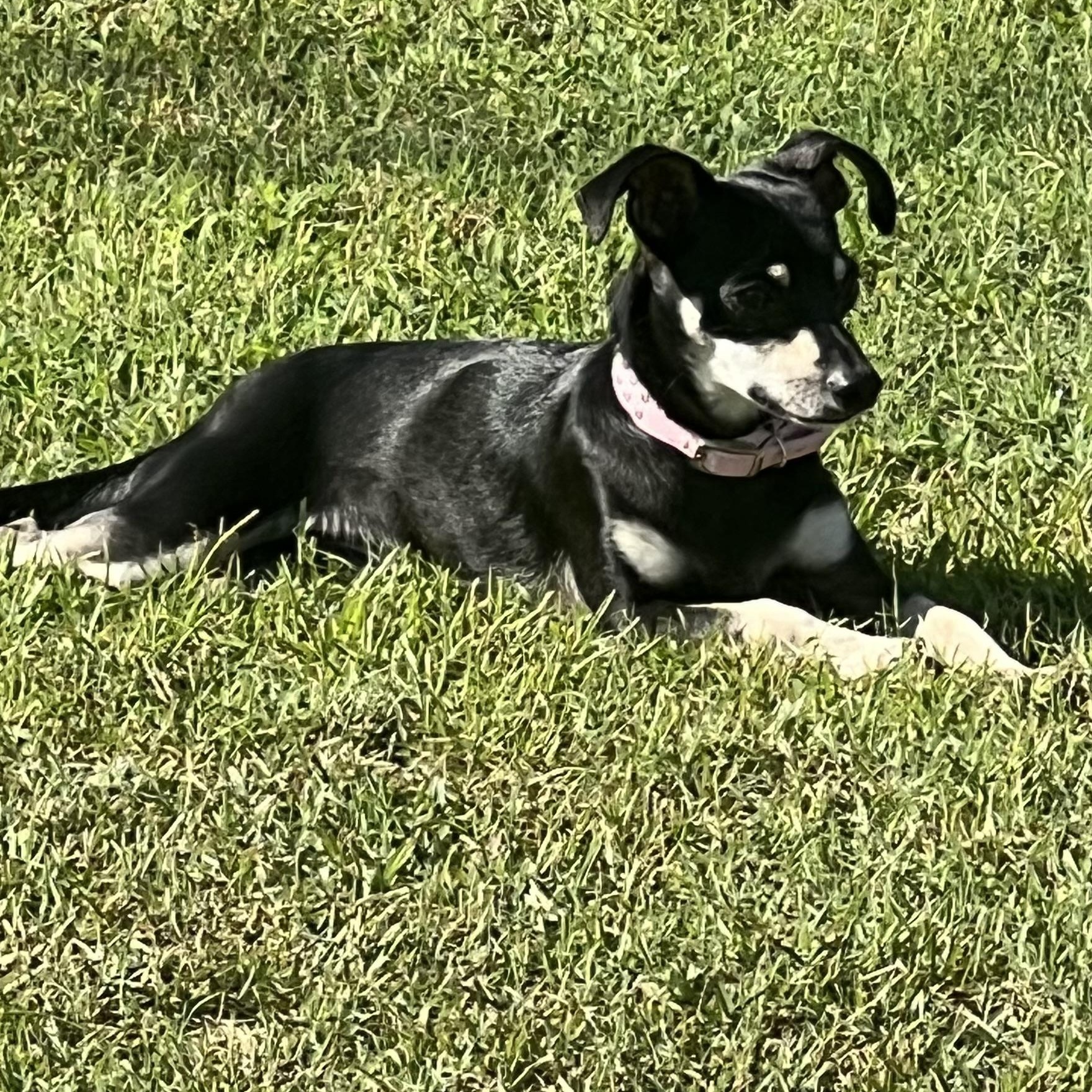 Enlarge Miss Parris, an adopted mixed breed in Anderson, SC image 2/3