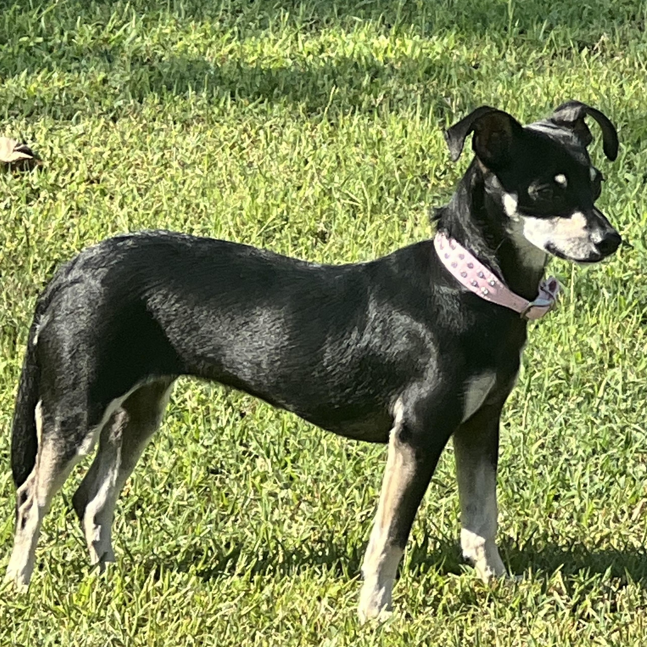 Enlarge Miss Parris, an adopted mixed breed in Anderson, SC image 3/3