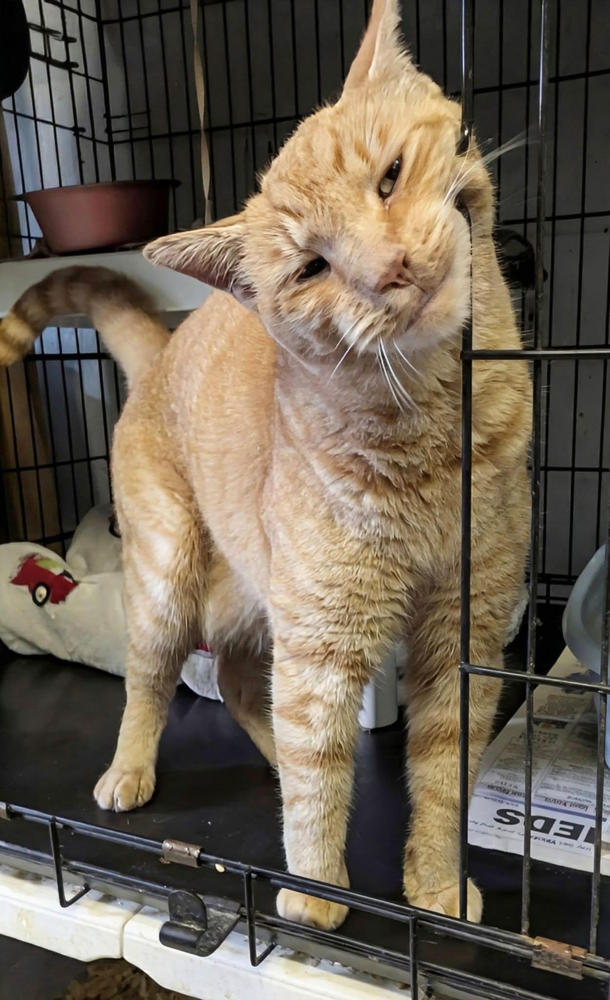 Vern, Adopted, Adult Male Domestic Short Hair.