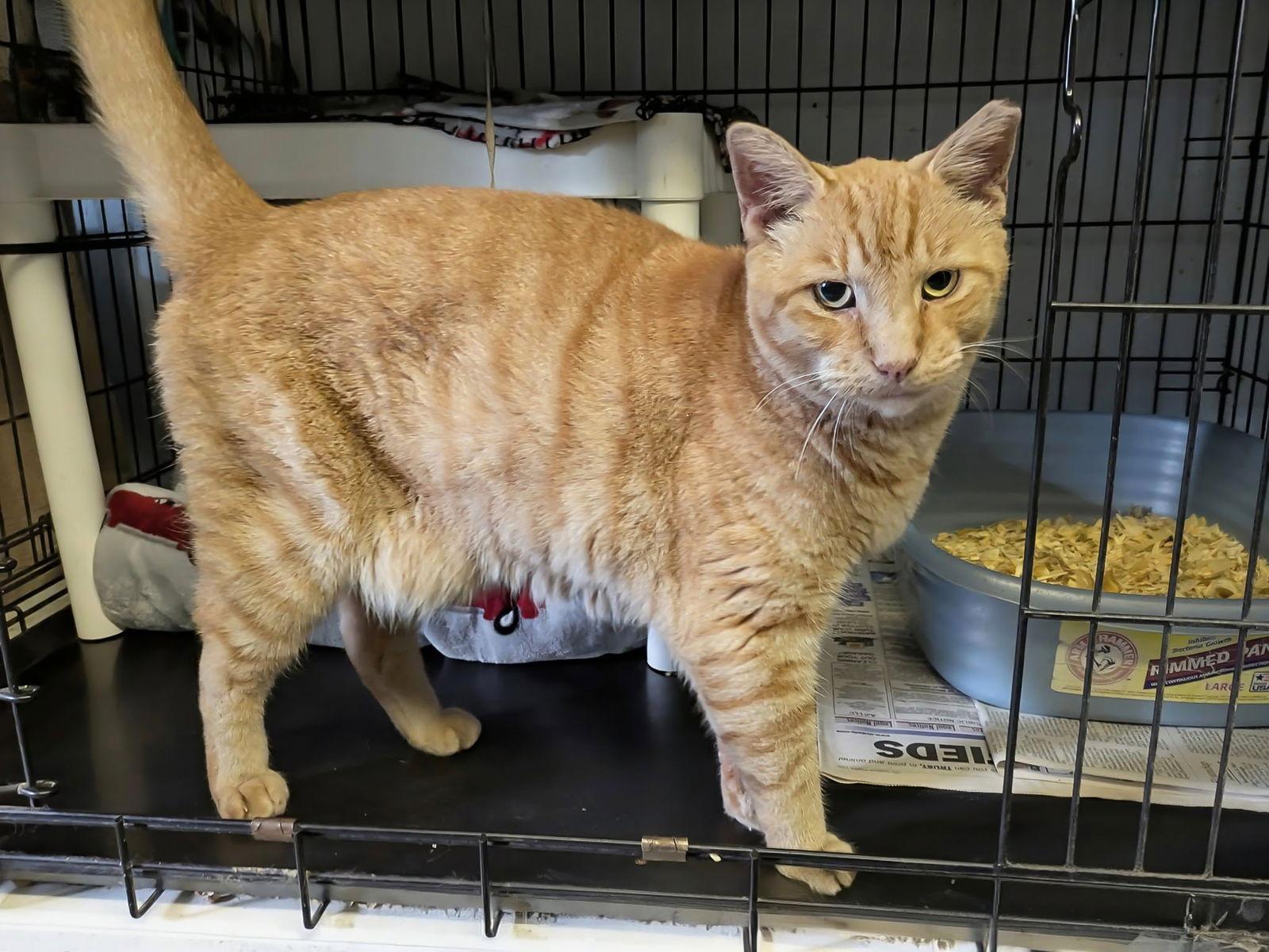 Enlarge Vern, a Adopted Domestic Short Hair in Flint Hill, VA image 2/3