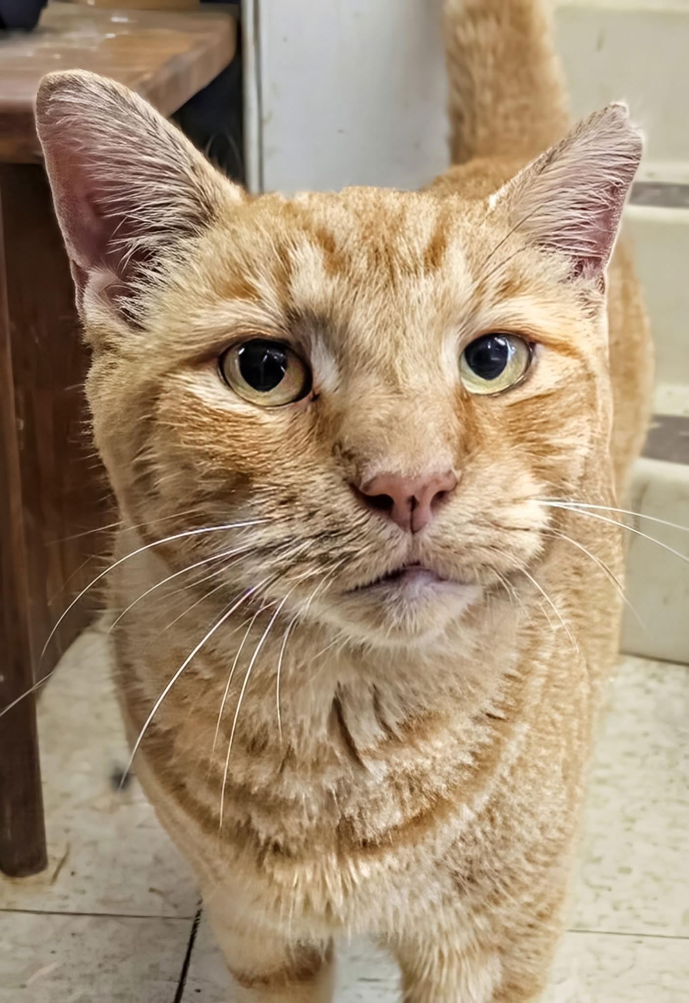 Enlarge Vern, a Adopted Domestic Short Hair in Flint Hill, VA image 3/3