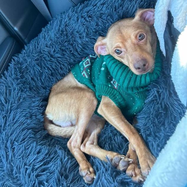 Enlarge Kane, a Adoptable Chihuahua in Pasadena , MD image 1/6