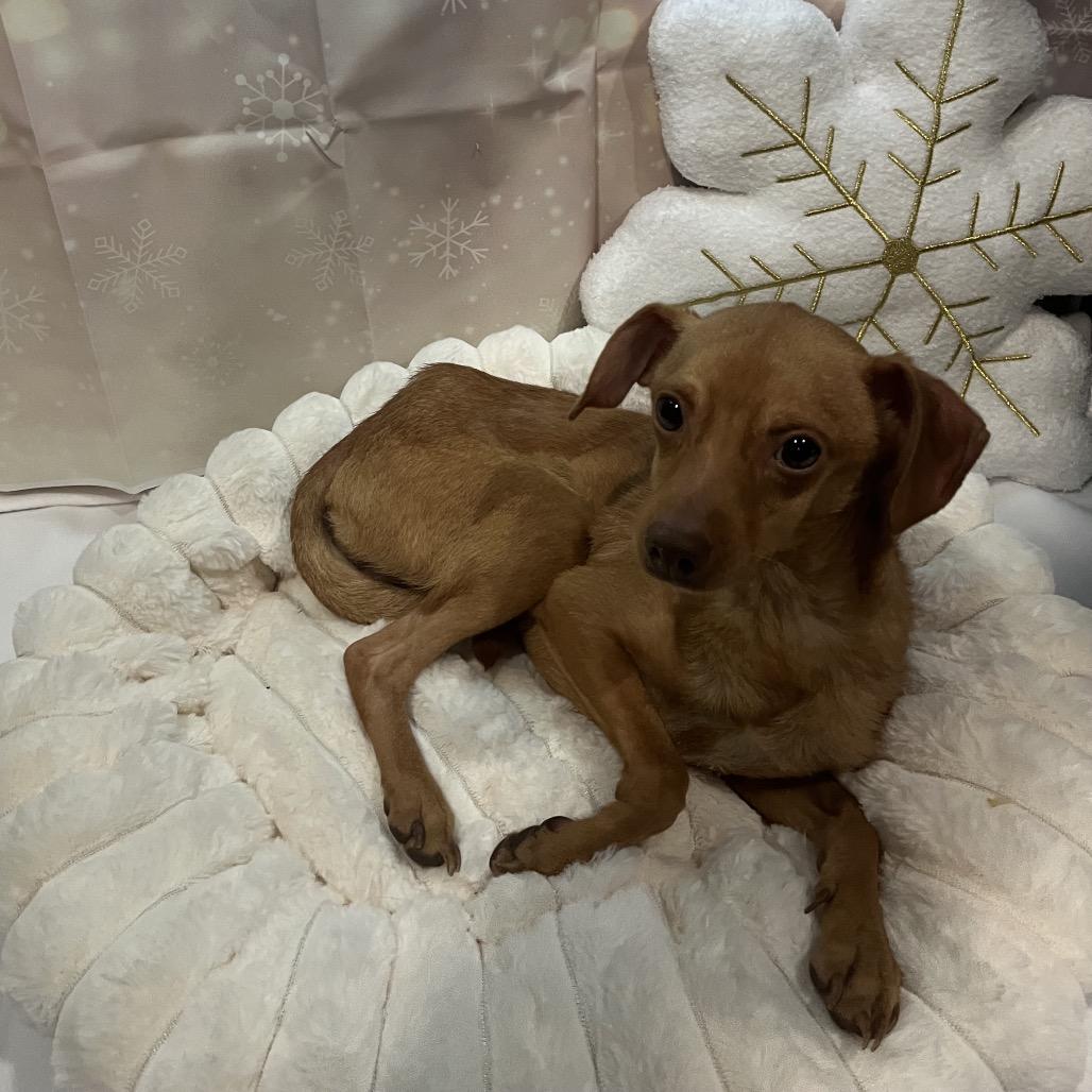 Enlarge Kane, a Adoptable Chihuahua in Pasadena , MD image 2/6