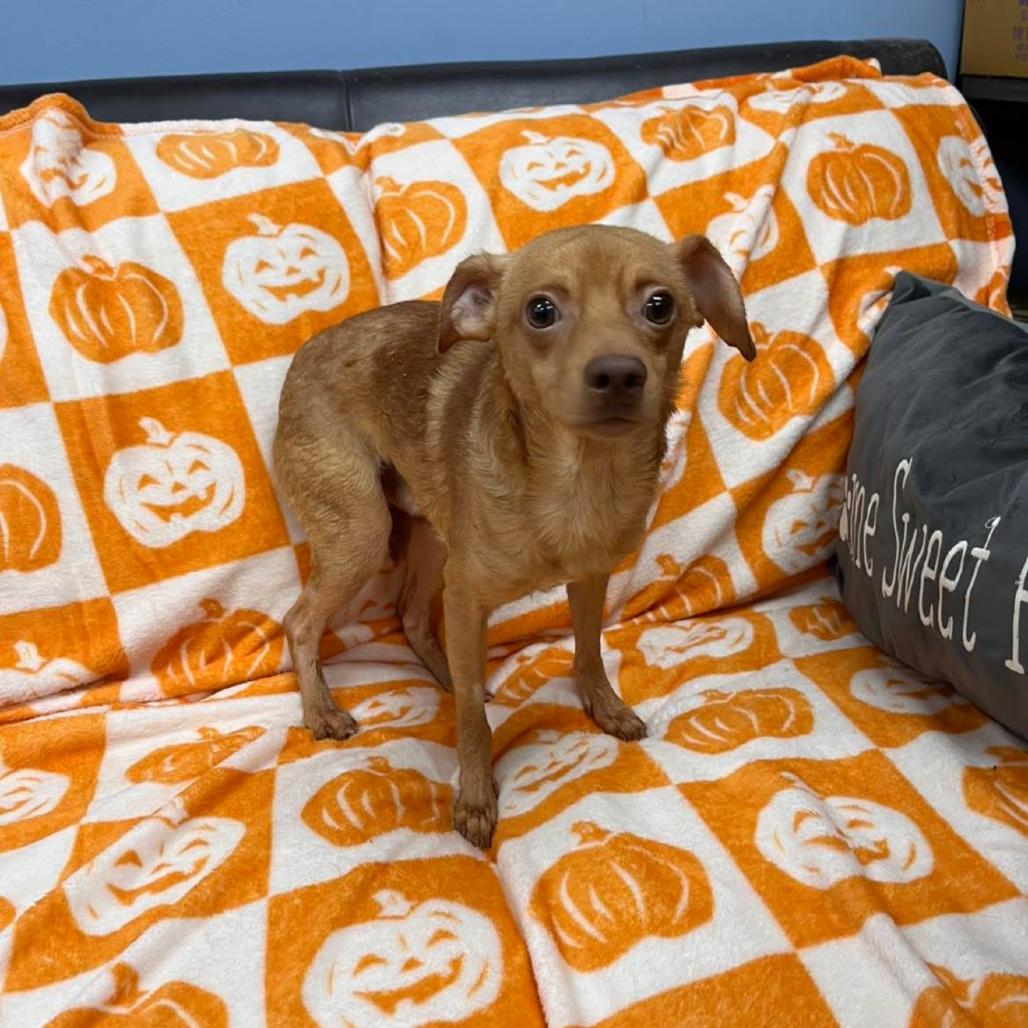 Enlarge Kane, a Adoptable Chihuahua in Pasadena , MD image 3/6