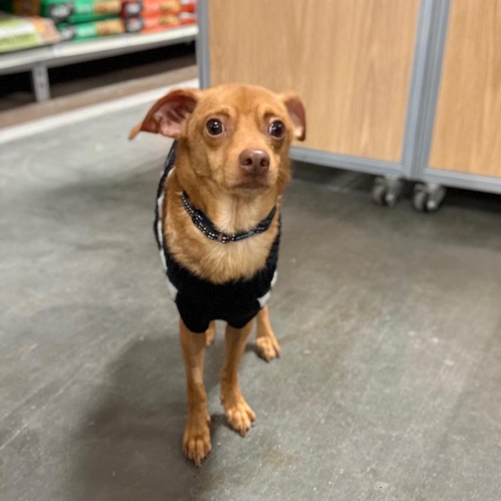 Enlarge Kane, a Adoptable Chihuahua in Pasadena , MD image 4/6