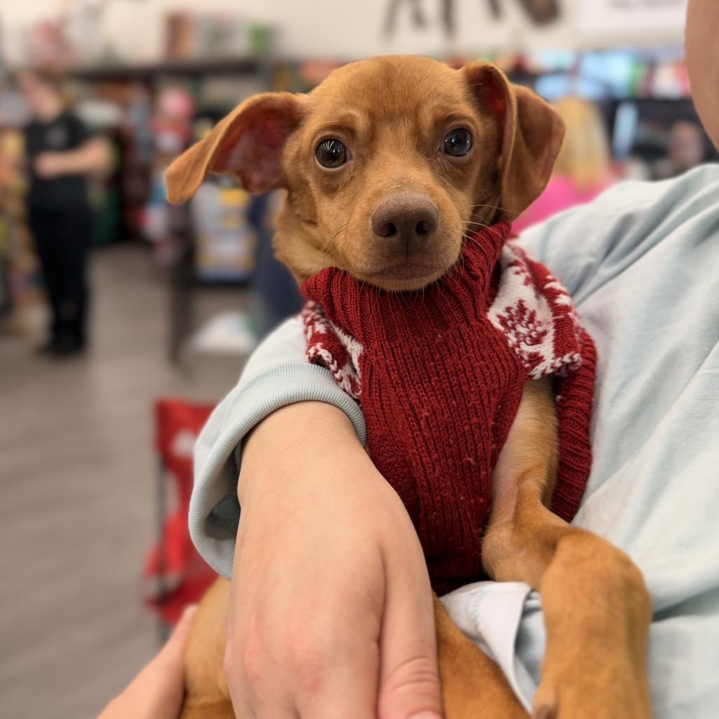 Enlarge Kane, a Adoptable Chihuahua in Pasadena , MD image 5/6