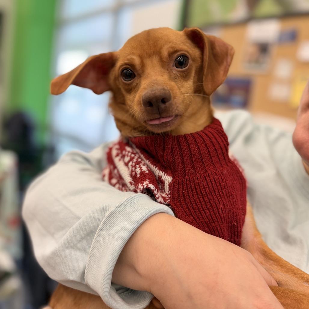 Enlarge Kane, a Adoptable Chihuahua in Pasadena , MD image 6/6