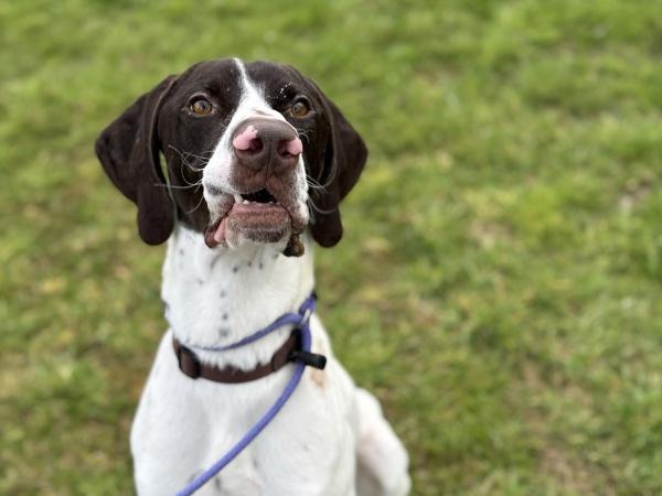 Mudskipper — thumbnail 2