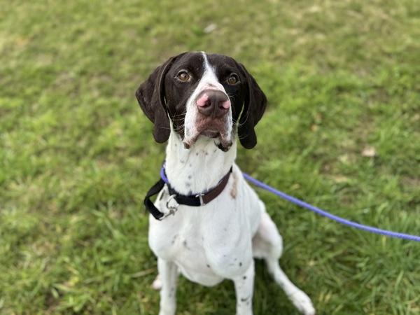 Mudskipper — thumbnail 3