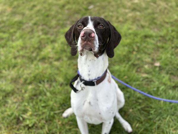 Mudskipper — thumbnail 4